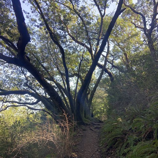 a path trodden in the woody area on the side of a Bay Area hill, part sun, part shade, one big tree up ahead and greenery on side of path